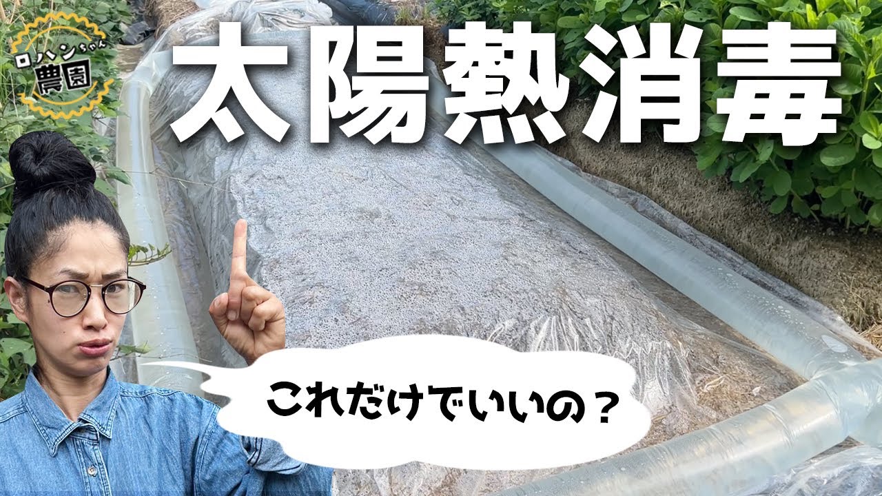 今がチャンス！！雑草や野菜の病気に困っていたら【太陽熱消毒】！！【米ぬか】や【堆肥】を使って畑を復活！！【農家の家庭菜園】【雑草対策】