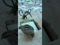 DIY Quick Quail Trap - Bird Traps #shorts #youtubeshorts