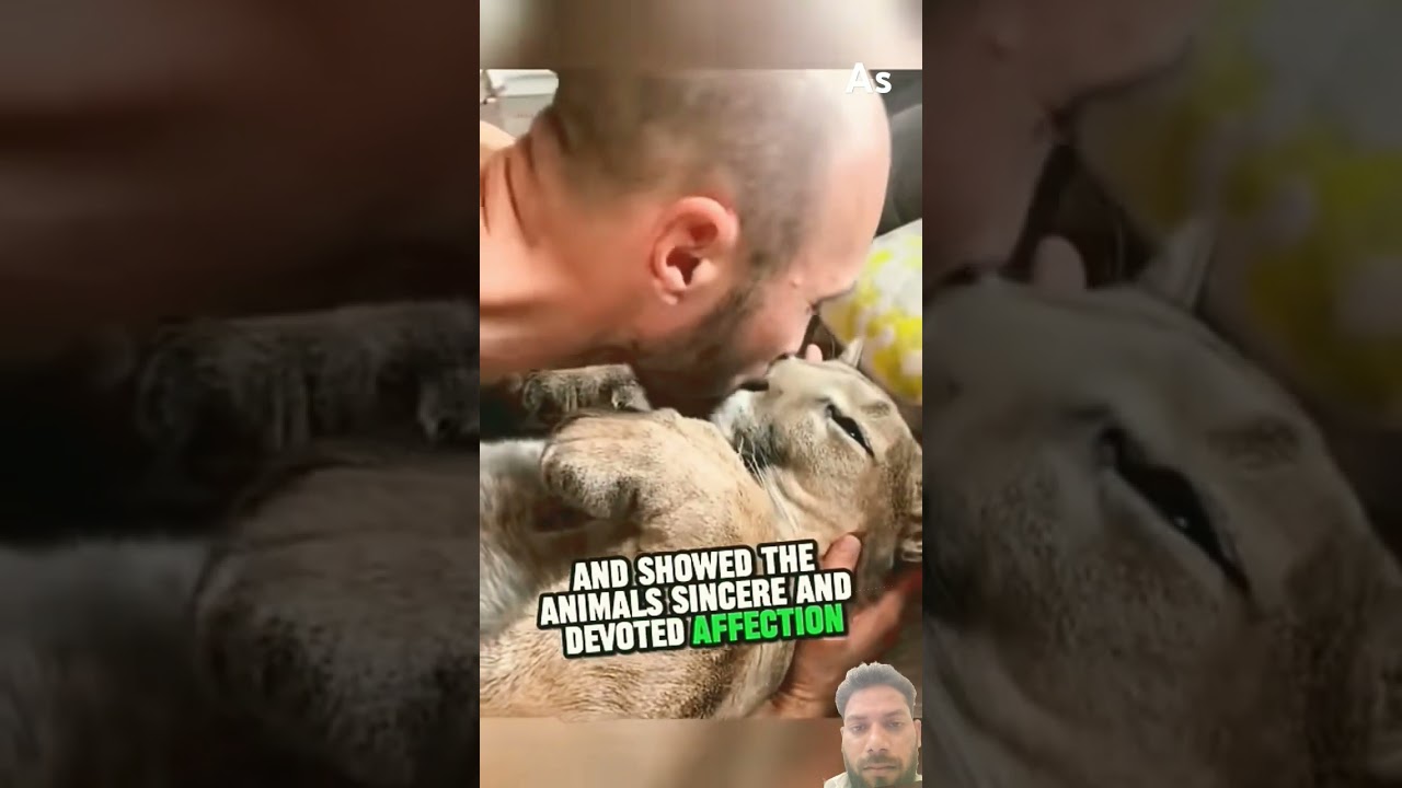 Watch Mountain lion waits for beloved owner 😍❤️ #animals #pets #animalshorts #shorts on YouTube Watch Mountain lion waits for beloved owner 😍❤️ #animals #pets #animalshorts #shorts on YouTube
