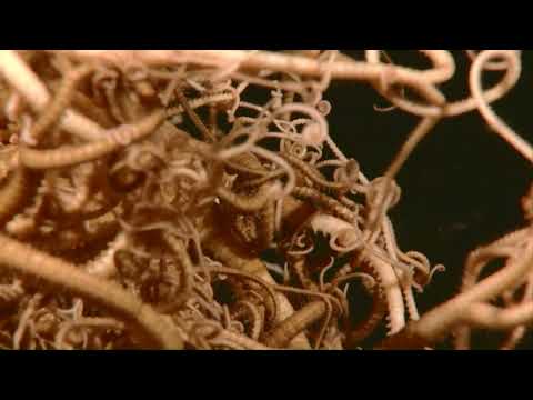 Basket Star: INDEX