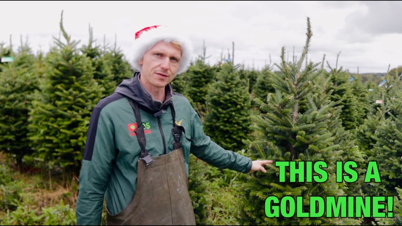 How Much Money I Really Make Selling Christmas Trees Every Year?? - YouTube