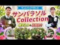 【新商品】サンパラソルCollectionのご紹介【サントリーフラワーズ】
