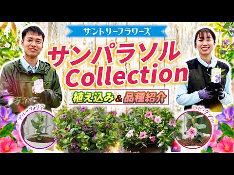 花パラソル サンパラソル 花苗 | ガーデニング・園芸 | サントリーフラワーズ