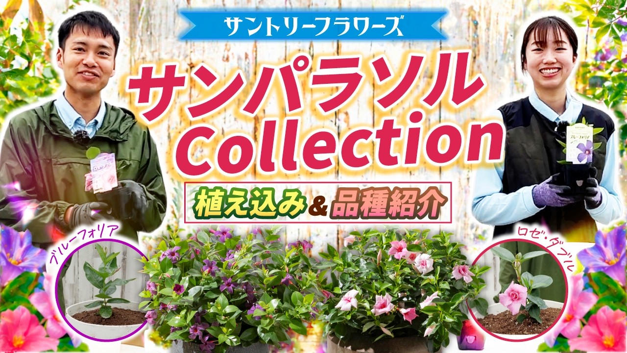 花パラソル サンパラソル 花苗 | ガーデニング・園芸 | サントリーフラワーズ