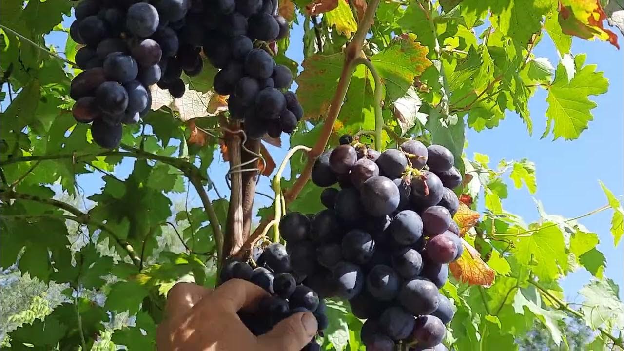 Виноград "Ласточка" - Питомник Веселый Садовник