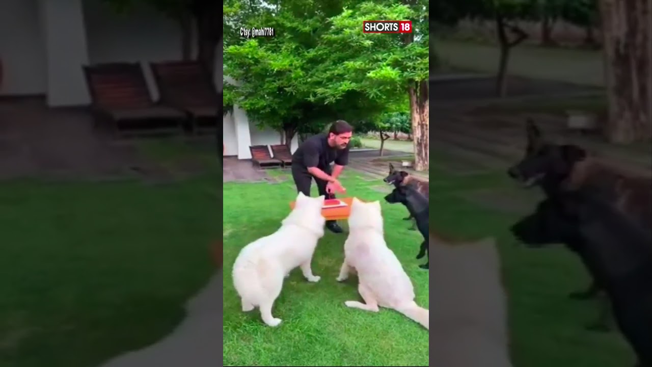 MS Dhoni Shares Glimpses Of His Birthday Celebration, Cuts Cake With His Dogs | WATCH | 
