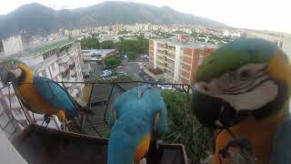 Guacamayos amarillos y azules: Espectáculo de colores en el bebedero... Aves en mi balcón