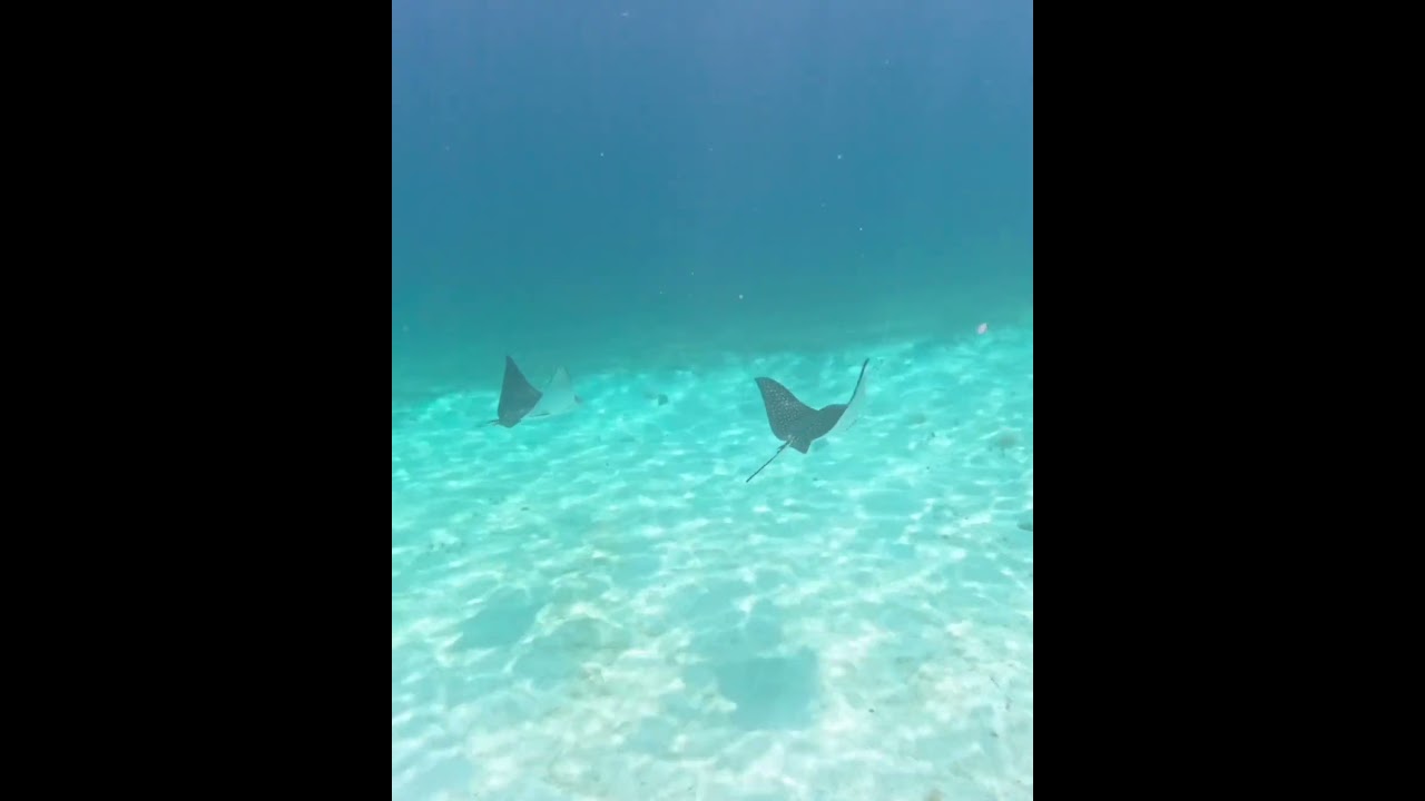 2025 Undersea World On Coral Reef 