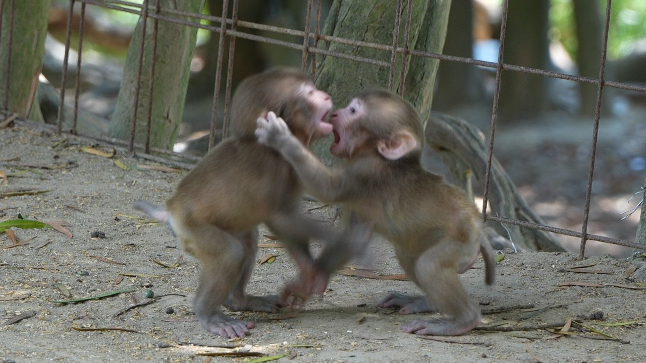 Никогда не теряй надежды: Удивительное воссоединение потерявшегося детеныша обезьяны и его мамы / mo