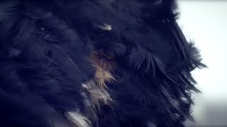 ABBY - Wings &amp; Feathers (Album Teaser)