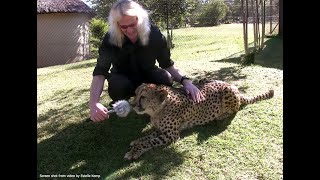 Robert Eklund records the purring cheetah Jade