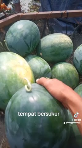 semangka nonbiji merek actor
