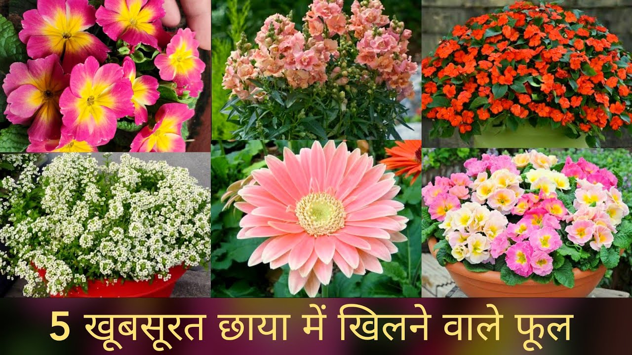 Best 5 shade loving flowers n care, खूबसूरत 5 छाया में खिलने वाले फूल