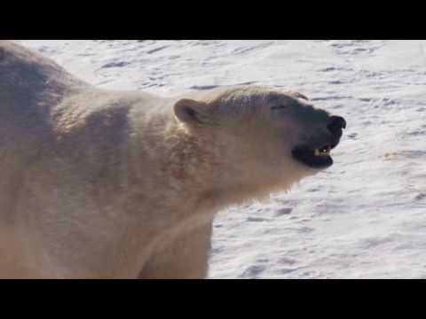 Polar Bears and more | Assiniboine Park