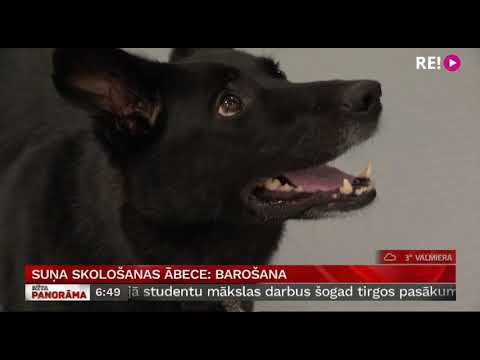 Video: Suņu Barošana