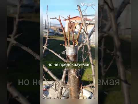 Видео: Что такое древовидная роза (стандарты роз)