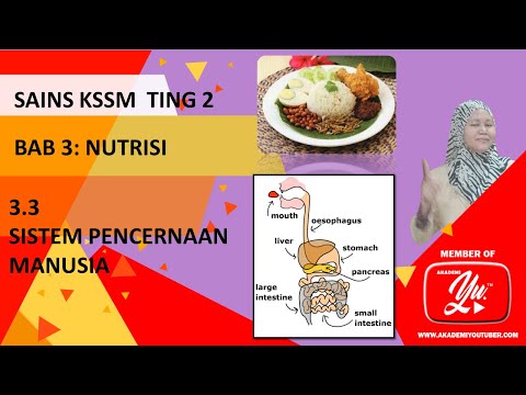 Video: Mikrobiota Usus Yang Dipindahkan Pada Tikus Betina Dengan Berat Tubuh Yang Berterusan Berikutan Penyingkiran Sekatan Diet Kronik Selepas Makan