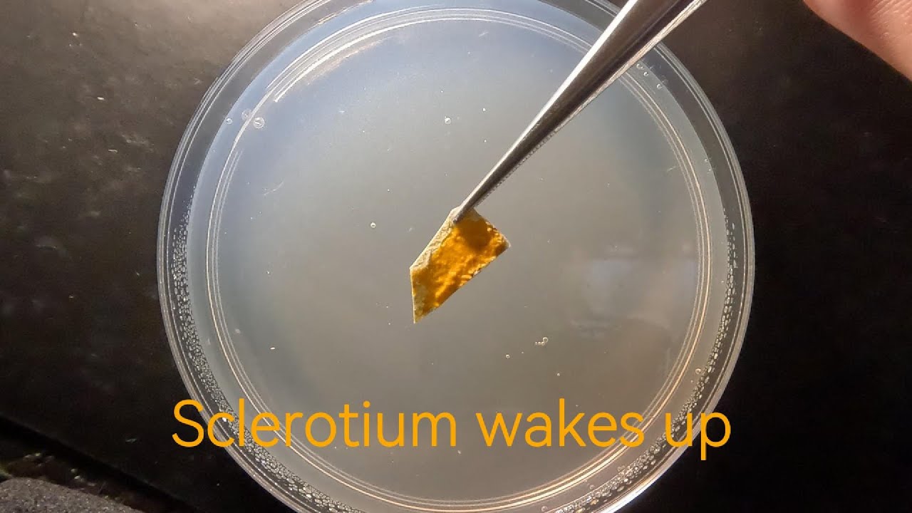 Rehydrating slime mold sclerotium