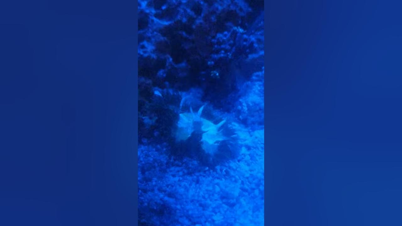 Rock Flower Anemone Spawning YouTube