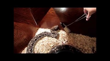 Feeding Tour of the Sumatran Short Tail Pythons (and other snakes)