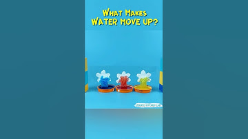 Science Experiment | How Do Plants Drink | Capillary Action #experiment #science #diy