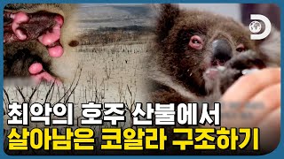 얼마나 아플까요😞 다 타버린 호주 캥거루섬에서 살아남은 코알라를 구조했습니다 [우리집은 동물원]