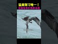 「世界で一番カッコいい鳥は？」と聞かれたら…