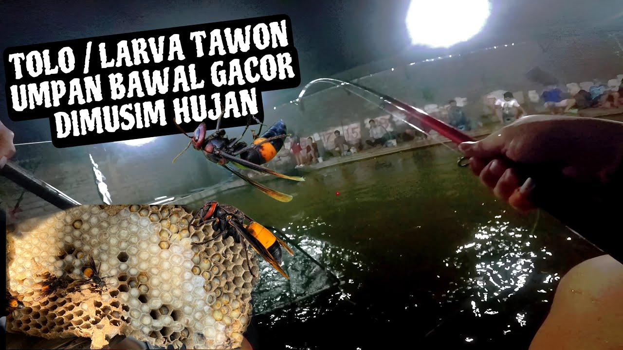 Larva Tawon Umpan Bawal Yang Gacor Dimusim Hujan