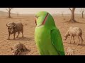 BEST CARTOON Ishamoo Bestcartoon Like Camment Subscribe BEST CARTOON Ishamoo Bestcartoon Like Camment Subscribe