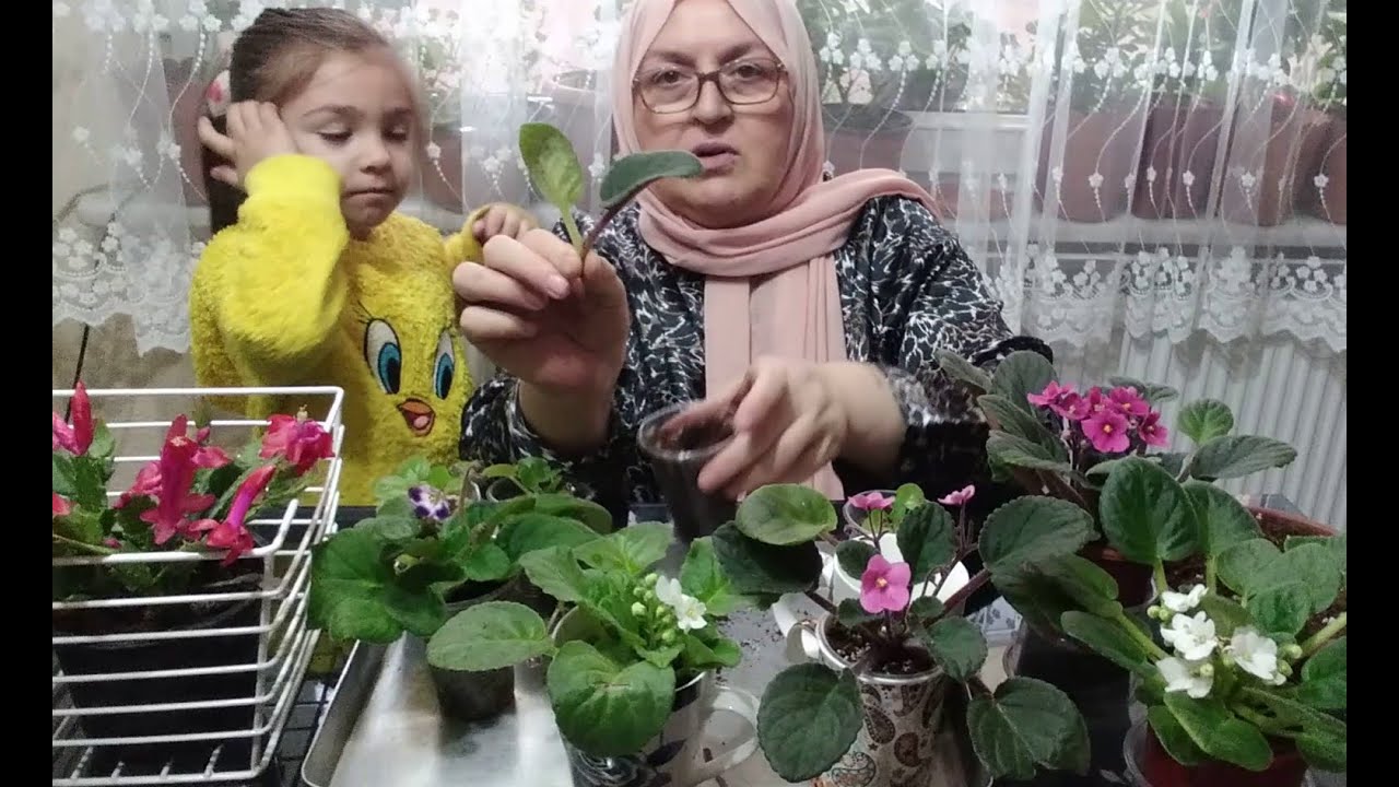 İKİ FARKLI RENKTEN HİBRİTLEDİĞİMİZ MENEKŞELERİN SONUCU MUHTEŞEM OLDU.