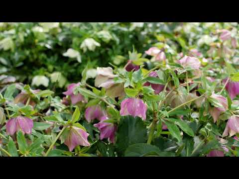 Video: Bunga Hellebore Palsu: Petua Untuk Menanam Tumbuhan Hellebore Palsu