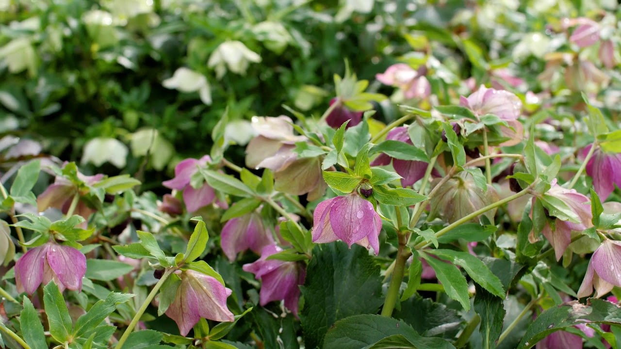 Garden Tips Lenten Rose YouTube