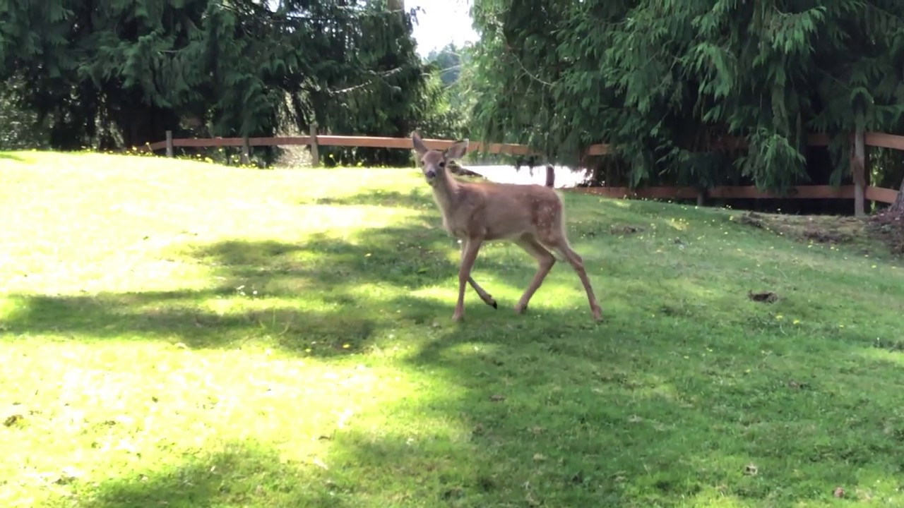 Prancing Deer in Yard YouTube