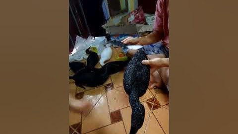 còng cọc. dẻo. 0980485182