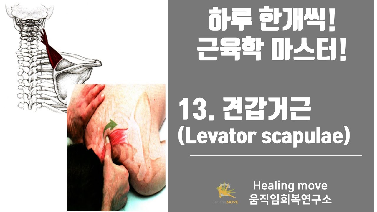 #13.견갑거근(어깨올림근, Levator scapulae)/근육학마스터/referred pain/MPS/trigger point/자세움직임아카데미/이지환