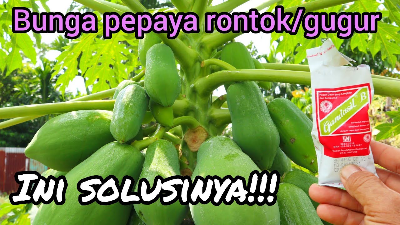 Cara mengatasi bunga pepaya agar tidak rontok/gugur