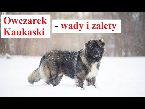 Owczarek Kaukaski - WADY i ZALETY