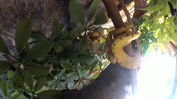 Ozzy- Morelia Viridis Green tree python baby bioactive enclosure