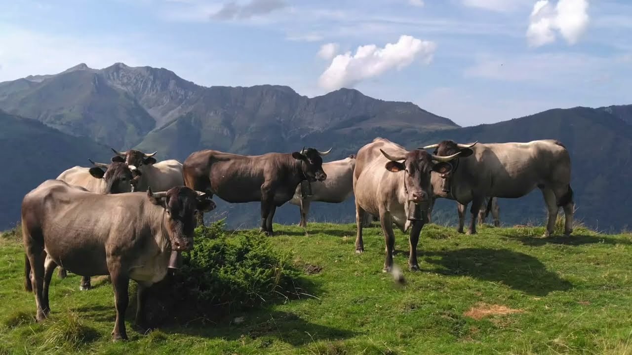 Pour l’amour des Bazadaises !