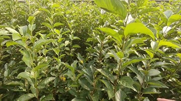 Giống hồng giòn bắc kạn