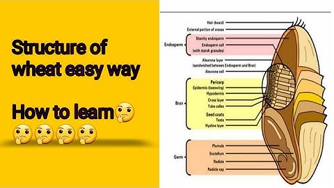 #Structure of wheat# ( cereal and cereal products)