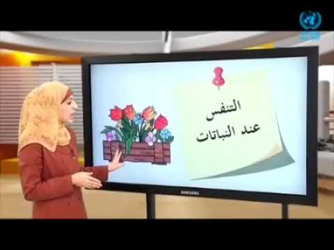 التنفس عند النباتات