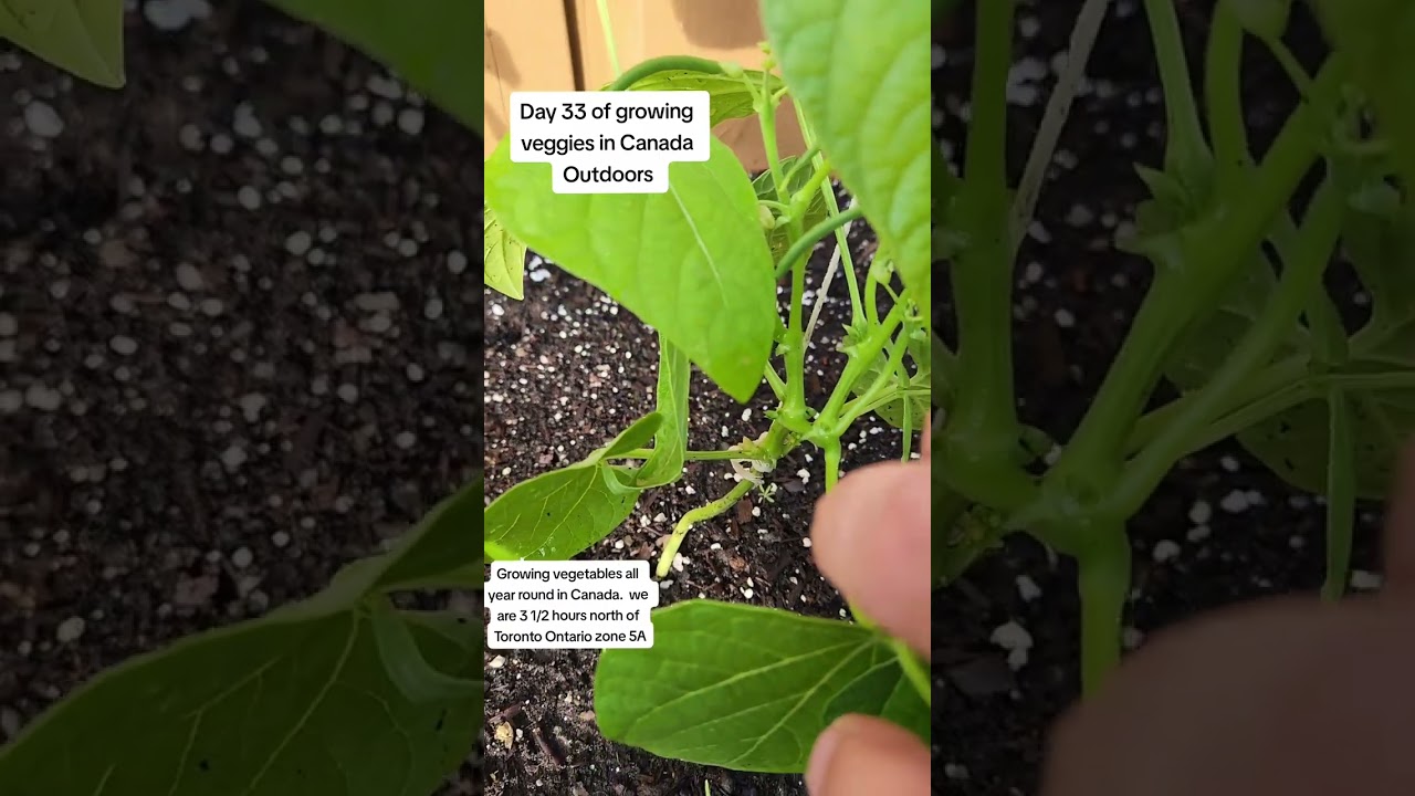 Day 33 of growing veggies in Canada Outdoors. let's take a gander!
