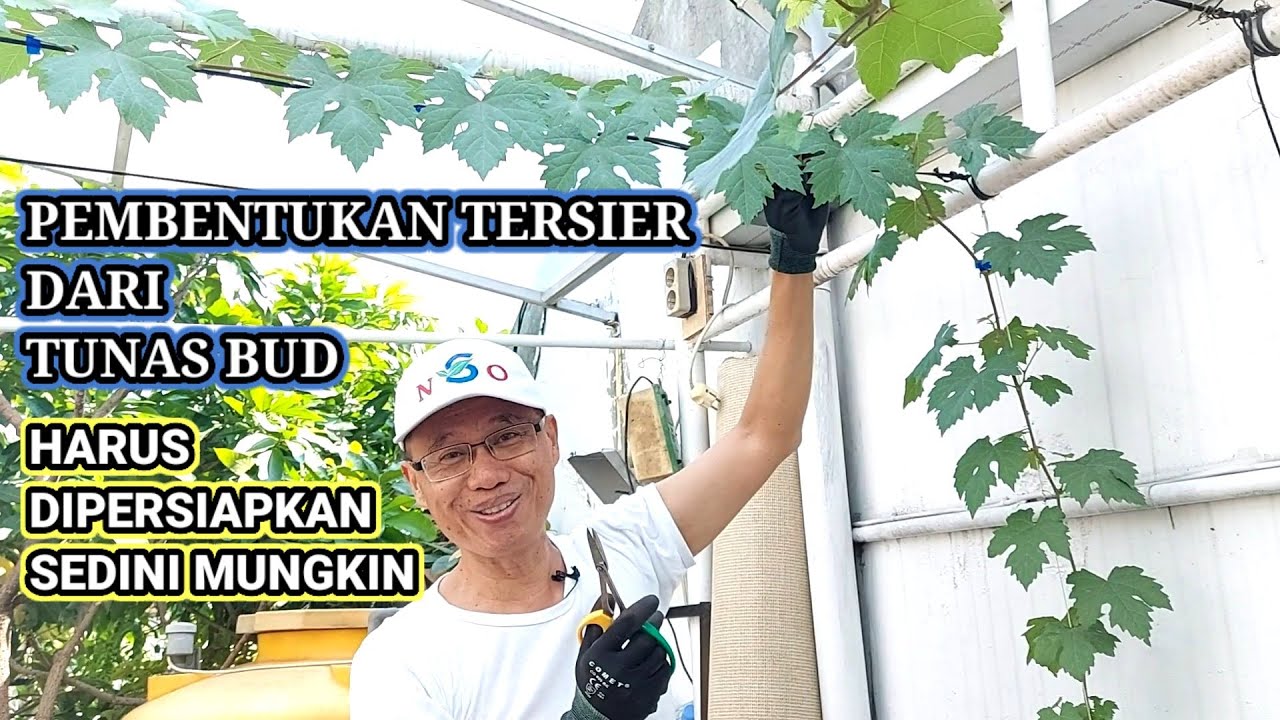 PEMBENTUKAN TERSIER DARI TUNAS BUD, HARUS DIPERSIAPKAN SEDINI MUNGKIN |Tanam Anggur dalam Pot