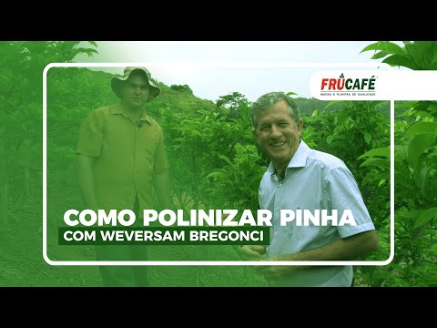 Vídeo: Você pode polinizar frutas de caroço à mão: como polinizar manualmente árvores frutíferas de caroço