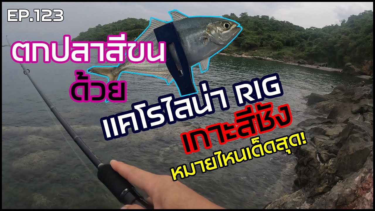 EP.123 ตกปลาสีขนด้วย แคโรไลน่า Rig เกาะสีชัง หมายไหนเด็ดสุด