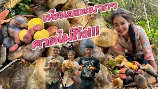 The way of hill tribe life EP.293 Go to the deep forest to find mushrooms,many colorful fungus