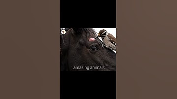 Bird helps clean the horse