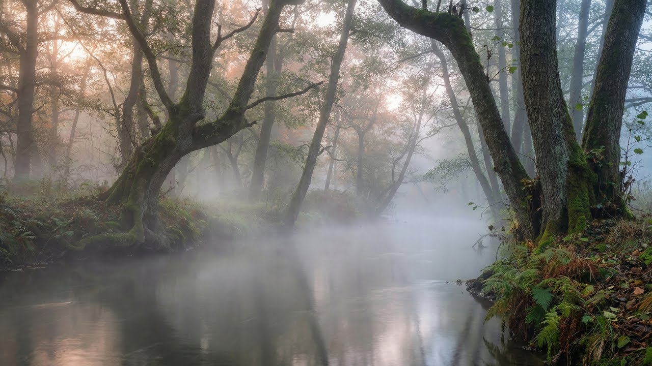 Morning Relaxing Piano & Bird Sounds 🌿 Positive Energy, Focus & Stress Relief Music