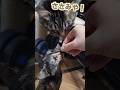 Let S Make Chicken Breast Jerky Rescuecat Non Fryer Let S Make Chicken Breast Jerky Rescuecat Non Fryer
